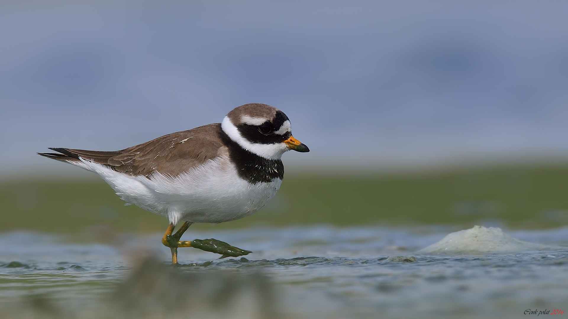 Common Ringed Plover